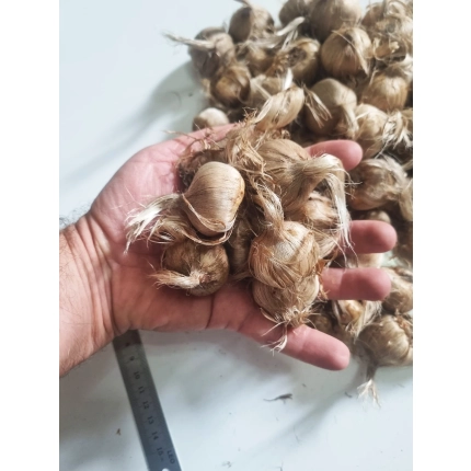 Safran Soğanı (1 kg)